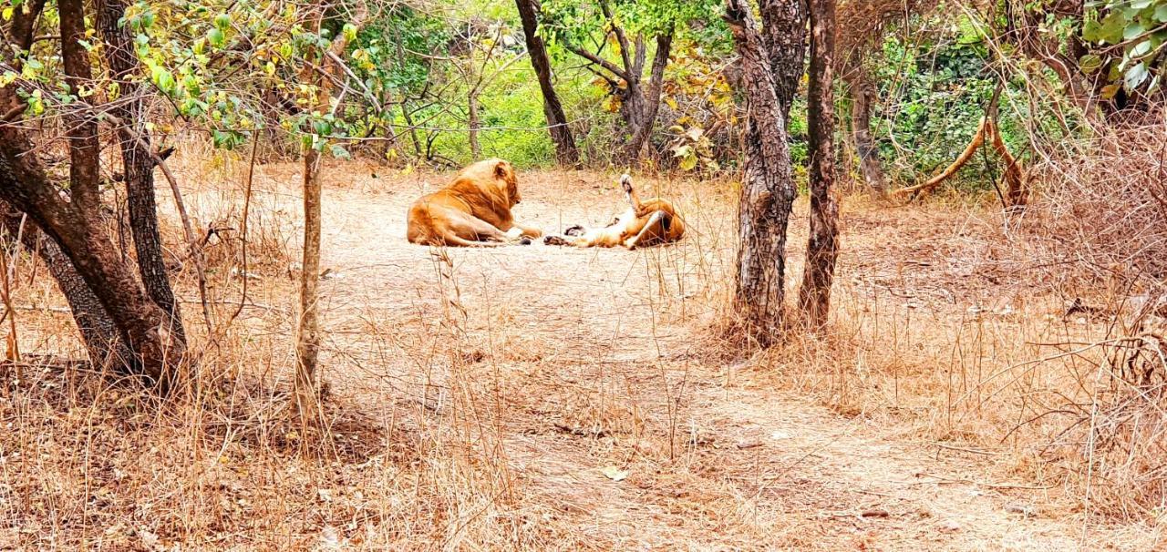 The Wilds Villa Gir Jungle Stay With Swimming Pool Sasan Gir Exterior photo